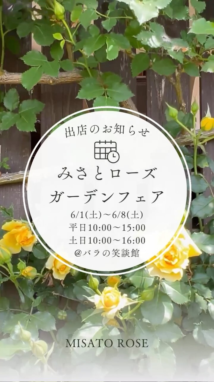 美里町｜ᴍɪsᴀᴛᴏ ʀᴏsᴇ