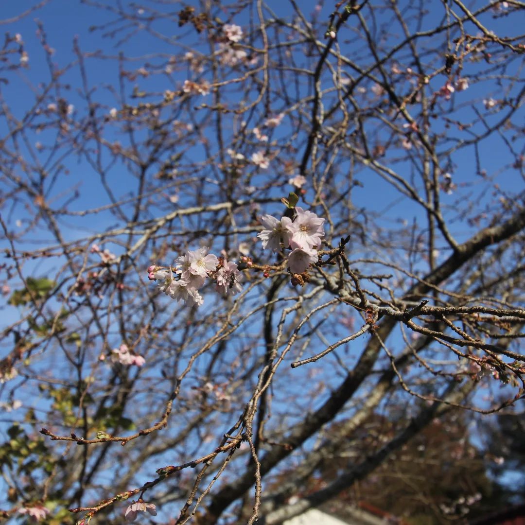 美里町｜なるせ